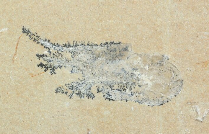 Cretaceous Fossil Shrimp - Lebanon #69976